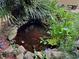 Backyard pond with lush landscaping at 431 Keeler Woods Nw Dr, Marietta, GA 30064