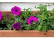 Close-up of beautiful purple petunias growing in a wooden window box at 3116 Jackson St, Hapeville, GA 30354