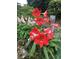 Vibrant amaryllis flowers add a splash of color to the garden at 251 Beverly Ne Rd, Atlanta, GA 30309