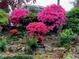 Beautiful flowers and landscaping accents this home's front yard and garden at 251 Beverly Ne Rd, Atlanta, GA 30309