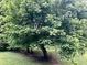 Green yard with mature trees and vegetation at 5560 Old Bill Cook Rd, College Park, GA 30349