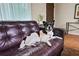 Cute dog lounging on a nice leather sofa at 3408 Chestnut Dr, Doraville, GA 30340