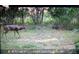 Buck in grassy wooded area at 3508 Cox Cemetery Rd, Social Circle, GA 30025