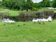 Scenic pond surrounded by lush greenery and geese, creating a tranquil and inviting atmosphere at 423 Livingston Pt, Acworth, GA 30102