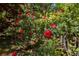 Close up of red flowers and greenery in a lush outdoor garden setting at 1252 Heritage Dr, Villa Rica, GA 30180