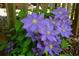 Close up of purple flowers and greenery in a lush outdoor garden setting at 1252 Heritage Dr, Villa Rica, GA 30180