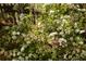 Close up of white flowers and greenery in a lush outdoor garden setting at 1252 Heritage Dr, Villa Rica, GA 30180
