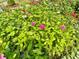 Close-up of a beautiful flower garden, bursting with color and life at 1178 Chambord Ne Way, Brookhaven, GA 30319