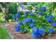 Landscaped yard with lush bushes full of bright blue hydrangeas adjacent to neighboring home at 4714 Marc Sw Ct, Lilburn, GA 30047