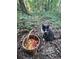 A gray cat poses next to a basket of foraged mushrooms among the trees at 4025 Demooney Rd, Atlanta, GA 30349