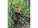 A large cluster of chicken of the woods mushrooms grows on a tree stump at 4025 Demooney Rd, Atlanta, GA 30349