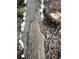 Oyster mushrooms grow on a fallen tree next to a mushroom basket at 4025 Demooney Rd, Atlanta, GA 30349