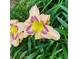 Close-up captures the delicate details of a daylily flower with cream and purple petals and green leaves at 327 6Th Ne St, Atlanta, GA 30308