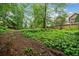 Backyard with overgrown greenery, surrounded by trees and a fence, creating a natural setting at 1478 Oxford Ne Rd, Atlanta, GA 30307