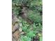 Small creek along the property line with stone edging and lush ferns at 1915 Habersham Trce, Cumming, GA 30041