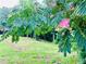 Lush greenery and pink blooms along a gently sloping lawn offer a peaceful outdoor scene at 776 Green Dr, Canton, GA 30114