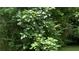 A lush fig tree showcases its vibrant leaves, enhancing the garden's natural beauty at 4221 Riverlake Way, Snellville, GA 30039