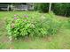 Landscaped yard with mature plants and lush greenery at 5770 Dorsett Shoals Rd, Douglasville, GA 30135
