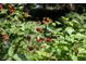 Close-up of ripe berries growing, showcasing the property's garden and natural beauty at 3548 Liberty Ln, Marietta, GA 30062