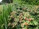 Lush vegetation, including a raspberry bush, in the backyard at 49 Brinkley Ct, Dallas, GA 30157