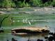 Scenic river view featuring wildlife, offering a serene and natural environment at 3300 Windy Ridge Se Pkwy # 809, Atlanta, GA 30339