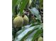 Close-up of fruit tree with unripe fruit surrounded by lush green leaves at 10540 Serenbe Ln, Chattahoochee Hills, GA 30268