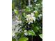 Close-up of jasmine flowers in bloom, showcasing delicate white petals and lush greenery at 10540 Serenbe Ln, Chattahoochee Hills, GA 30268