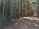 A serene nature trail in the woods behind the property at 1797 Chandler Rd, Lawrenceville, GA 30045