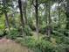 Backyard view of lush, mature trees and natural surroundings at 1102 Rogeretta Ne Dr, Atlanta, GA 30329