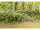 Overgrown bushes and trees, show lush vegetation around the property with mature trees at 482 Tarragon Sw Way, Atlanta, GA 30331