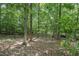 Secluded backyard with mature trees and a wooden fence at 4874 Registry Nw Ln, Kennesaw, GA 30152