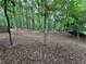 View of a secluded backyard surrounded by lush greenery at 3962 Fox Glen Dr, Woodstock, GA 30189