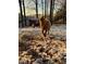 Goat standing in a snowy yard with a small shed in the background at 1400 Land Rd, Canton, GA 30114