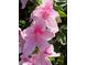 A close-up view of a delicate pink azalea bloom with intricate petal details and textures at 1640 Mount Mckinley Dr, Grayson, GA 30017