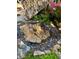 Landscaped backyard featuring a rock water feature adding to the natural beauty at 1640 Mount Mckinley Dr, Grayson, GA 30017