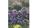 Dense azalea bushes with vibrant pink blossoms covering a backyard garden at 1640 Mount Mckinley Dr, Grayson, GA 30017