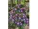 Lush rhododendron bush displaying vibrant purple flowers in a garden setting with a wooden birdhouse at 1640 Mount Mckinley Dr, Grayson, GA 30017