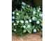 A vibrant blue hydrangea bush with full blooms set against a backdrop of mulch and greenery at 1640 Mount Mckinley Dr, Grayson, GA 30017