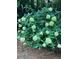 Lush hydrangea bush with clusters of white flowers nestled in a verdant garden setting at 1640 Mount Mckinley Dr, Grayson, GA 30017
