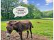 Donkey standing in a spacious green pasture with plenty of grazing area at 4935 Stablegate Ct, Cumming, GA 30028
