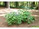 Flowering hydrangea bush surrounded by lush green landscaping and mature shade trees at 2179 Mountclaire Ct, Stone Mountain, GA 30087