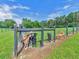 Picturesque pasture with goats grazing behind a sturdy black fence under a bright sky at 3905 Pointer Rd, Loganville, GA 30052