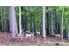 A group of deer grazing peacefully in a woodland setting surrounded by tall trees at 188 Macedonia Rd, White, GA 30184