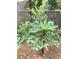 Blueberry bush with visible berries in a garden, supported by a stake next to chain link fence at 3604 Orchard Cir, Decatur, GA 30032