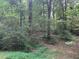 Lush green yard surrounded by mature trees and natural landscape at 408 Hasty Trl, Canton, GA 30115
