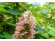 Hydrangea in full bloom, showcasing the beauty of the manicured landscape at 3415 Habersham Nw Rd, Atlanta, GA 30305