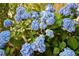 View of blue hydrangea bush at 5028 Jamie Ne Ct, Woodstock, GA 30188