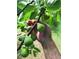Close-up of a hand picking fresh green figs from a tree on the property at 144 Wiley Dr, Douglasville, GA 30134