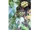 Green grapes ripening on the vine in the sunny vineyard at 144 Wiley Dr, Douglasville, GA 30134