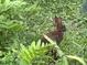 Backyard wildlife includes a brown rabbit surrounded by lush green plants and grass in its natural environment at 2736 Whisper Trl, Douglasville, GA 30135